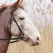 Болести на конете и тяхното лечение