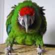 Проблеми и заболявания на крилата на папагалите: фрактури, дислокации, подуване