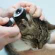 В ушите на котката черно покритие: причини и лечение