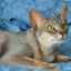 Как се характеризират абисинските котки: описание на породата, цена
