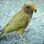 Описание на хищната птица kea