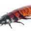 Описание на мадагаскарски съскащи хлебарки и тяхното съдържание