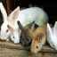 Развъждане на зайци: условия на живот, откъде да започнете