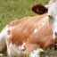 Колко живее една крава: продължителност на живота и какво влияе върху нея
