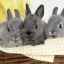 Solikoks за зайци: инструкции за употреба, употреба за птици