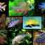 Видове аквариумни рибки със снимки и имена